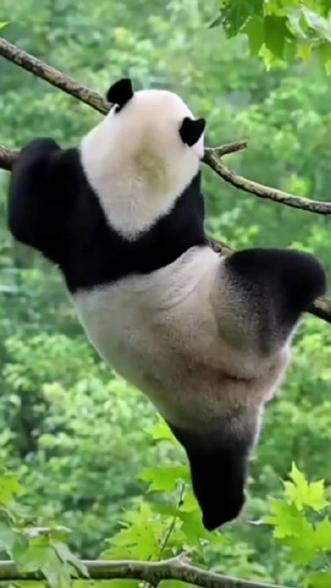 小奇迹展示爬树轻功，空中瑜伽满分安全着陆