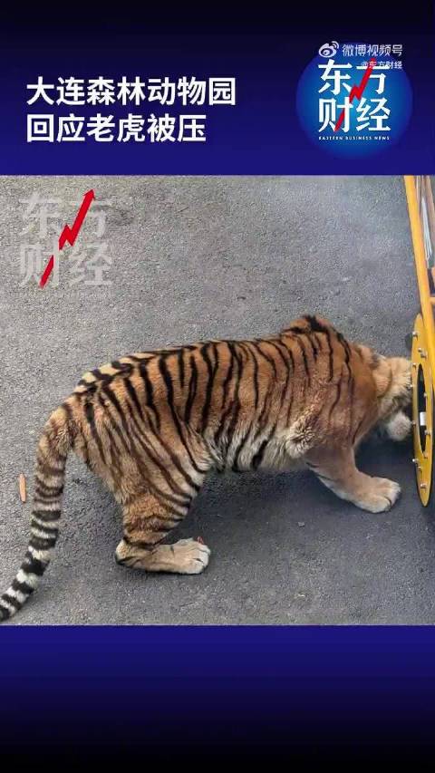 园方回应老虎被观光车压到下巴