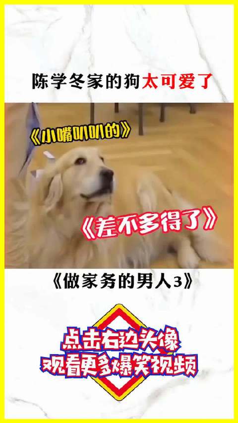 陈学冬爱犬叼鸭满屋跑被抓包装无辜