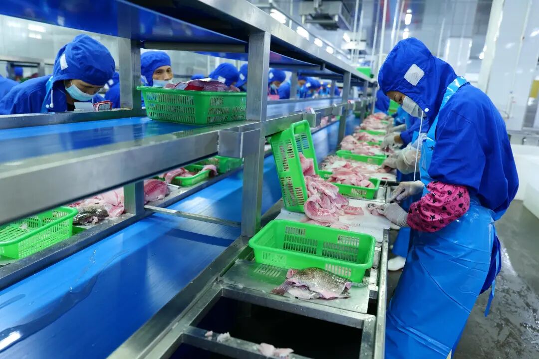 罗非鱼切片加工。茂名日报社全媒体记者 张波 摄