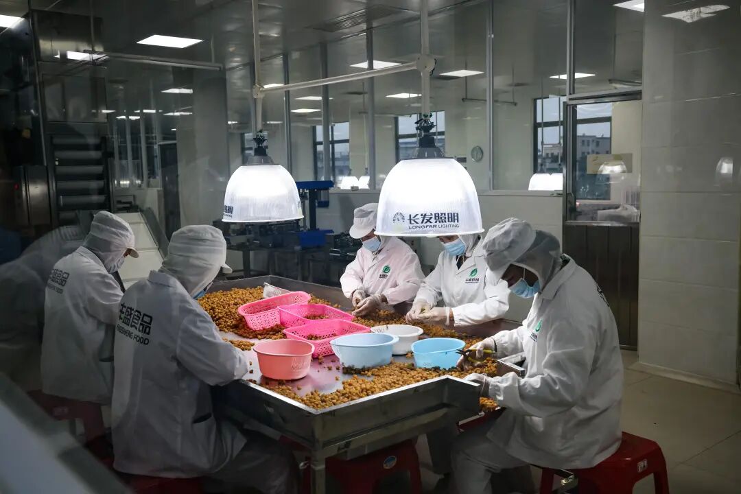 龙眼肉加工。茂名日报社全媒体记者 吴昊 摄