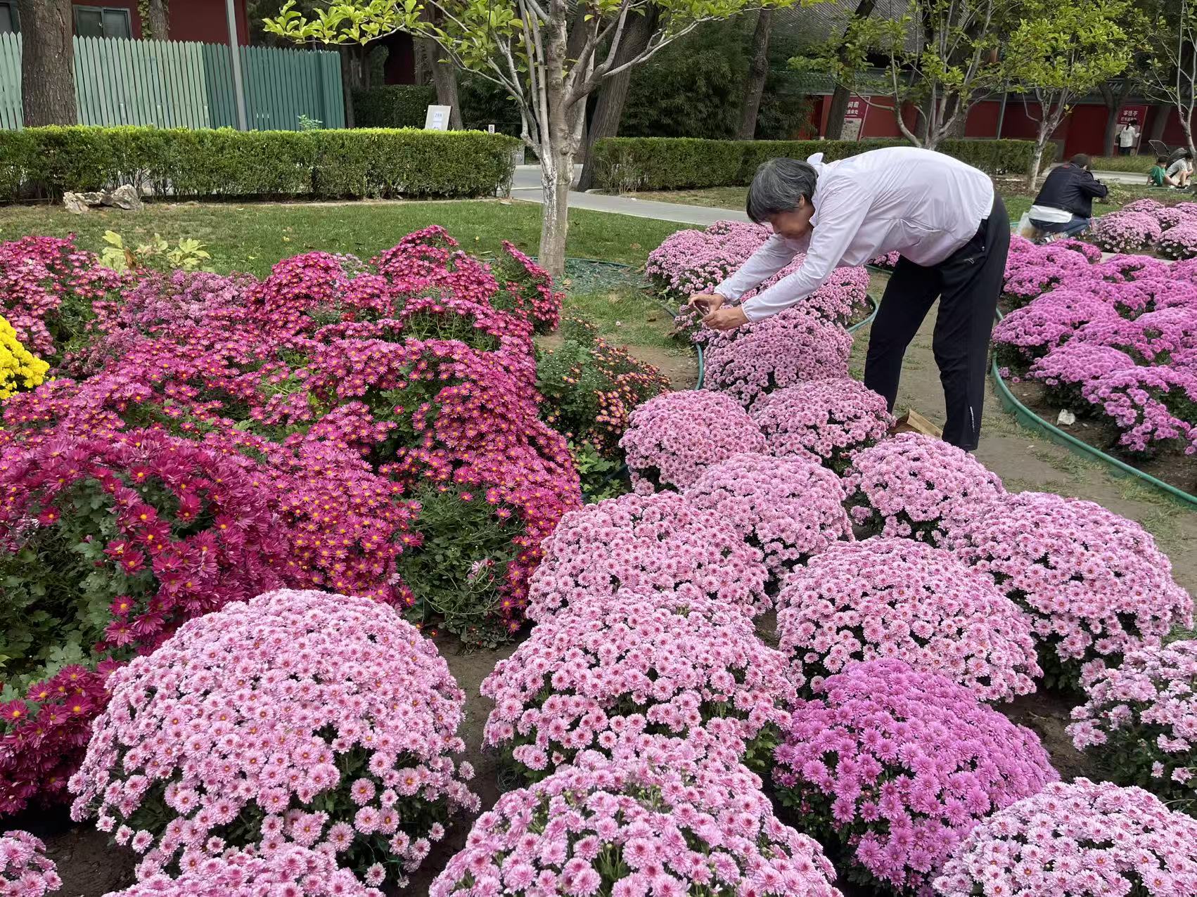 10月4日，日壇公園菊花展吸引了大量遊客。新京報記者 吳婷婷 攝