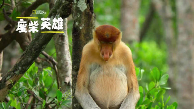 国家地理废柴英雄第三集B站上线，动物界社牛硬核追爱