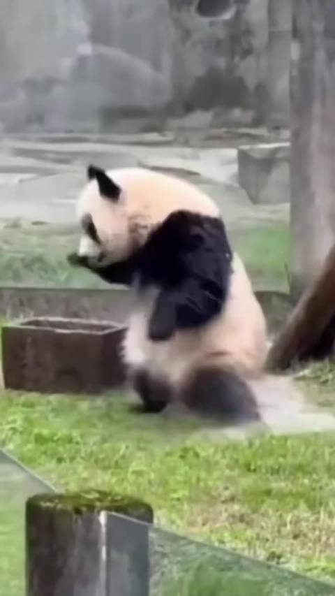 瞒不住了，渝爱真的是功夫熊猫，这个扫堂腿太帅了！