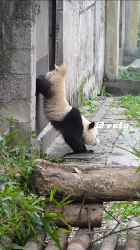 功夫熊猫诚不欺我，果然国宝都功夫在身上的！