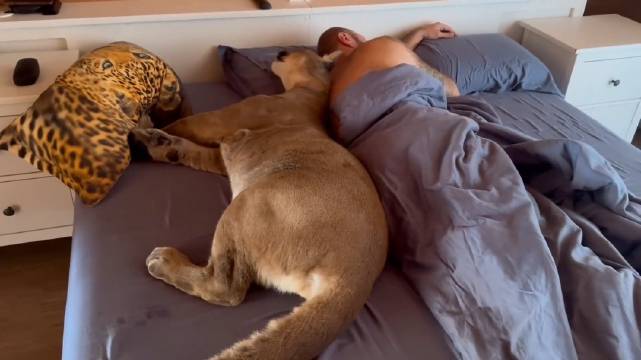 美洲狮梅西催促饲养员起床开饭