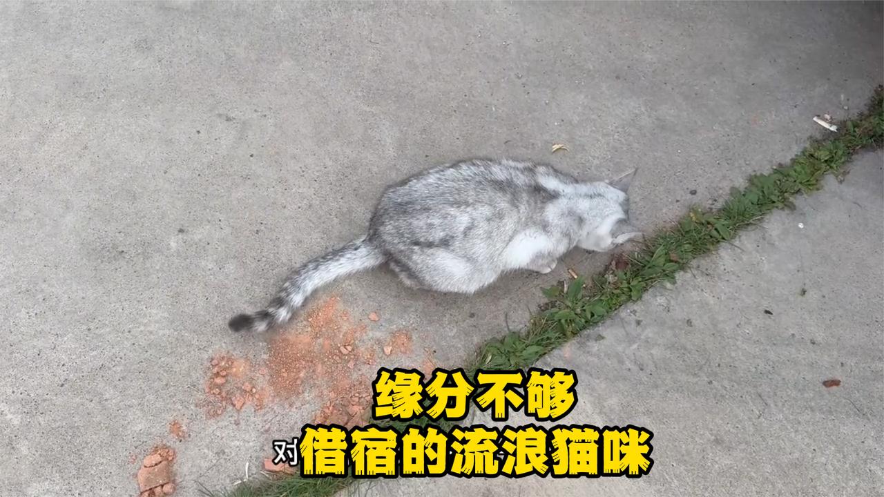 冒昧闯入露营车的不速之客，跟我睡了一夜，第二天就失踪了