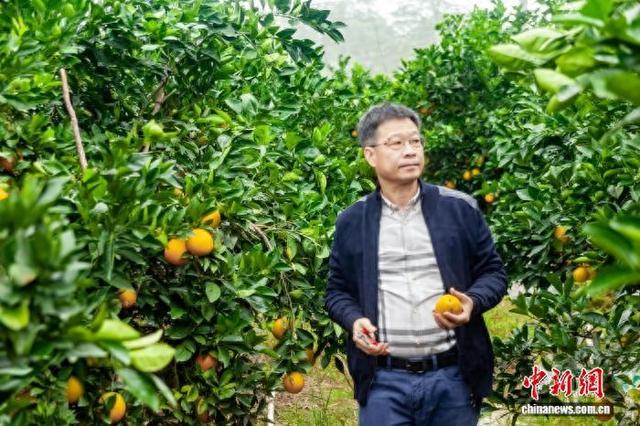 黄俊辉考察脱贫县脐橙基地。受访者 供图
