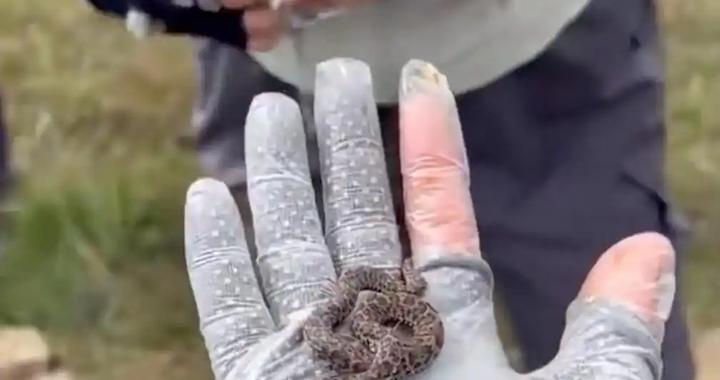 无知者无畏！一驴友掌心把玩剧毒幼蛇，还招呼别人过来摸摸