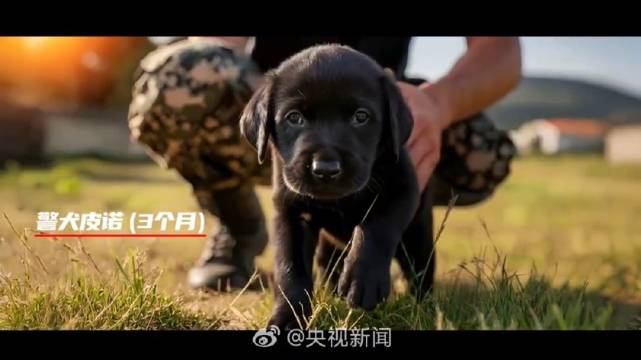 被警犬训练大片帅到了 转发，为“汪汪队”点赞！