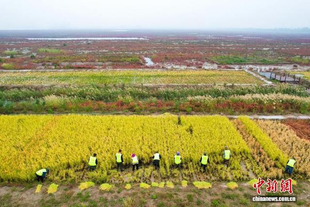10月15日,工人在天津港东疆港区收获“海水稻”。(无人机照片)中新社记者 佟郁 摄