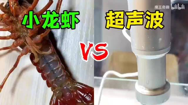 用超声波能粉碎小龙虾的寄生虫吗？