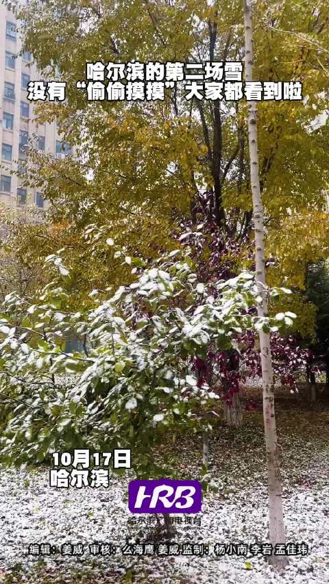 哈尔滨的第二场雪 没有“偷偷摸摸”大家都看到啦下雪|哈尔滨市|黑龙江省_新浪新闻