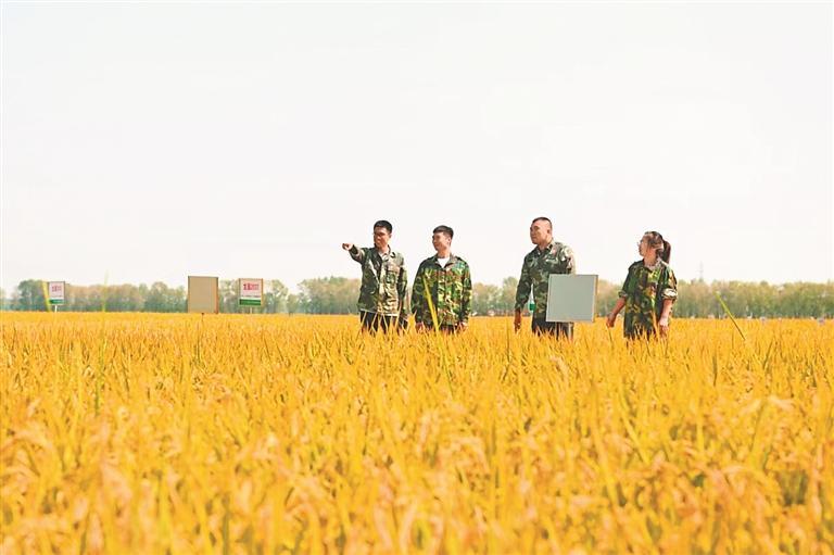 梧桐河畔话增收