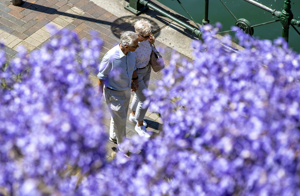 2022年11月7日，在澳州雪梨，人們從藍花楹樹下走過。新華社記者白雪飛攝