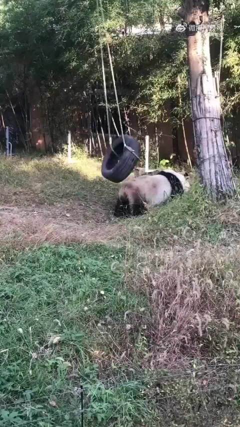 我可是功夫熊猫，别惹我， 等等…… 我是谁，我在哪儿？