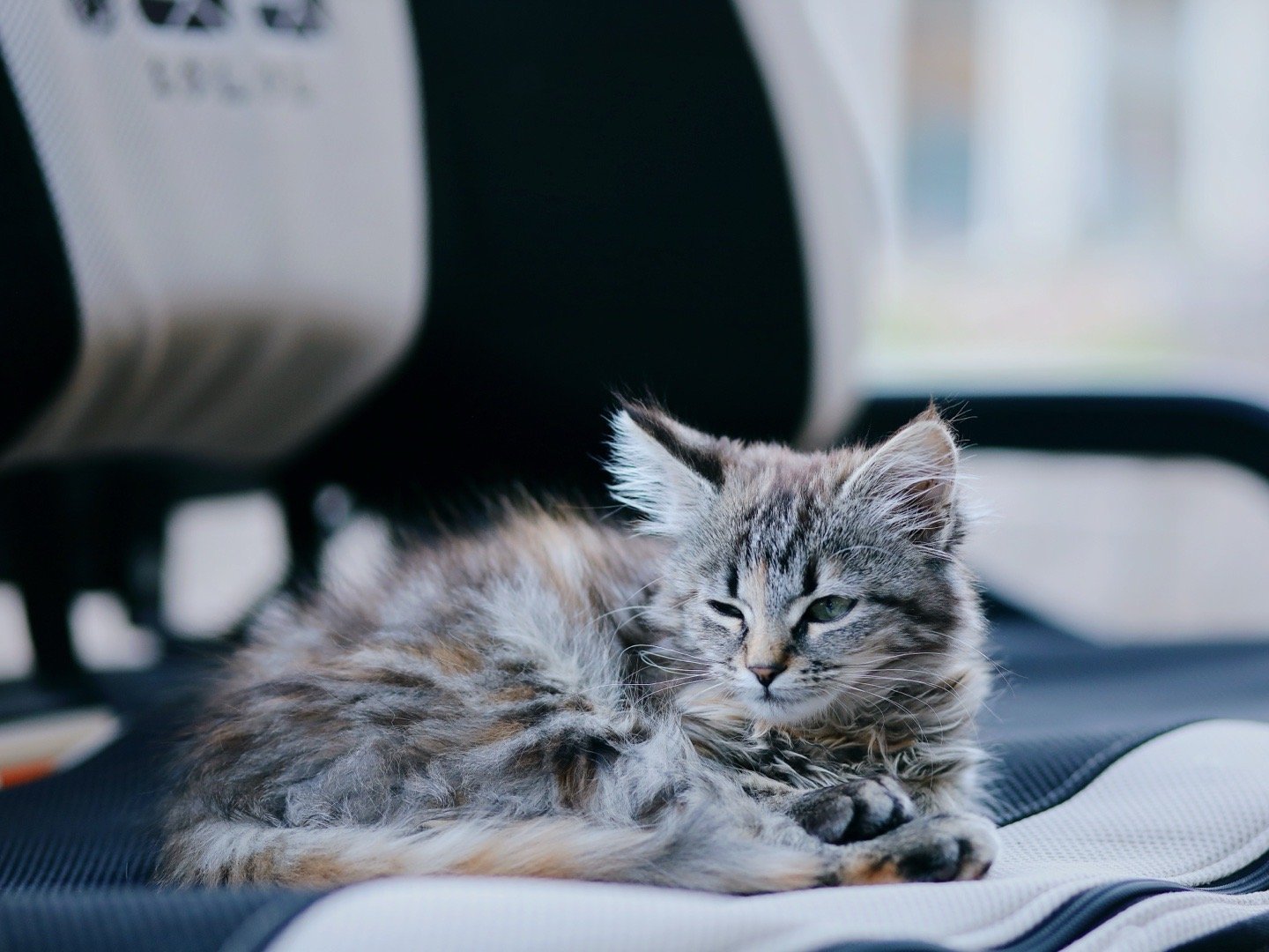 看你鸡还不如看动物世界