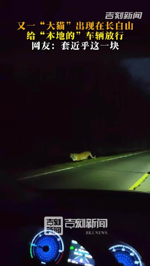 吉林男子驾车偶遇东北虎，确认车辆后放行