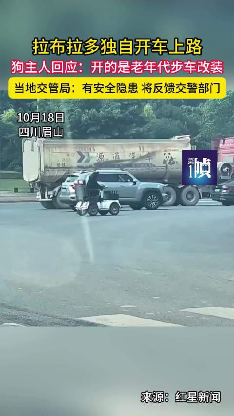 拉布拉多开改装代步车上路，交管局称存隐患将查处