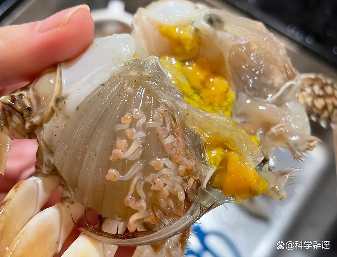 梭子蟹里都是寄生虫，不能吃？