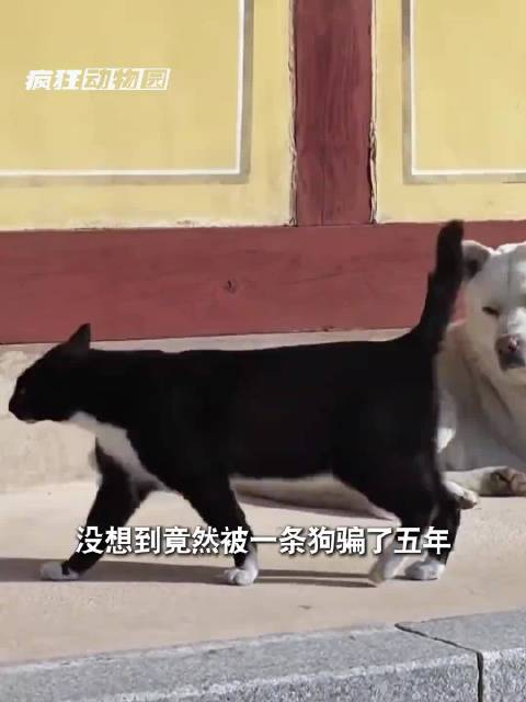 大爷被狗欺骗长达5年，狗界奥斯卡得主曝光