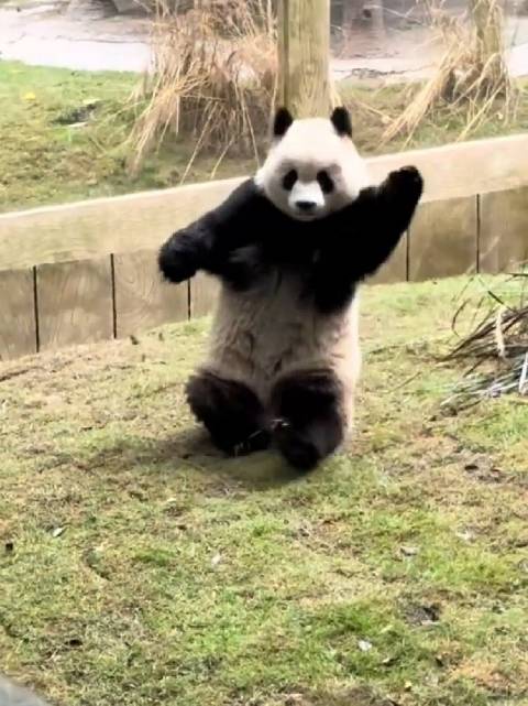 渝爱再现功夫熊猫绝技，全旋180度丝滑起身惊艳全场
