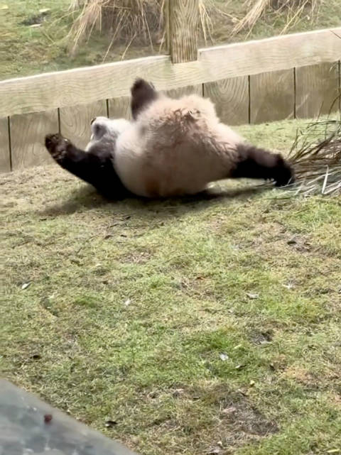 渝爱会功夫熊猫爱姐三岁归来，鲤鱼打挺扫堂腿英姿飒爽