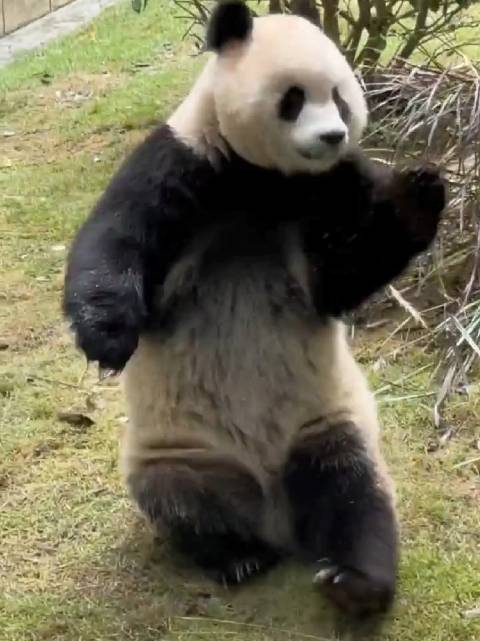 大熊猫渝爱托马斯回旋引游客惊叹