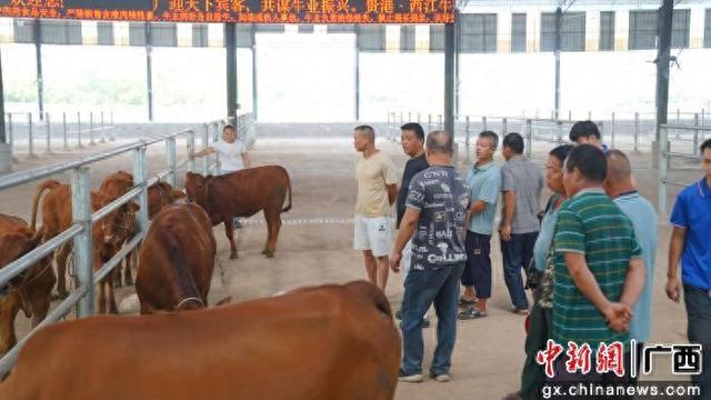 图为活牛交易市场现场。曾河力 摄