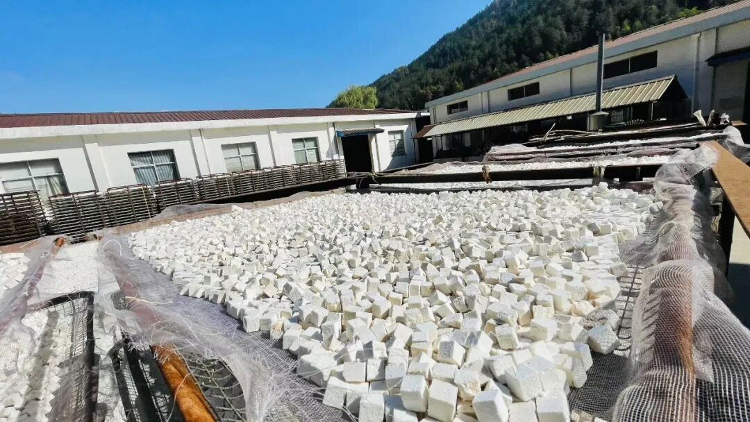 华润三九药材加工基地的茯苓