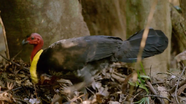 大脚的土堆 The Large-foot's Mound 纪录片品鉴团