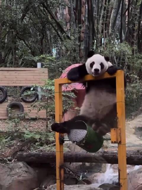 功夫熊猫，爱公子爬木架修水桶，来回观察：水呢？怎么没有水？