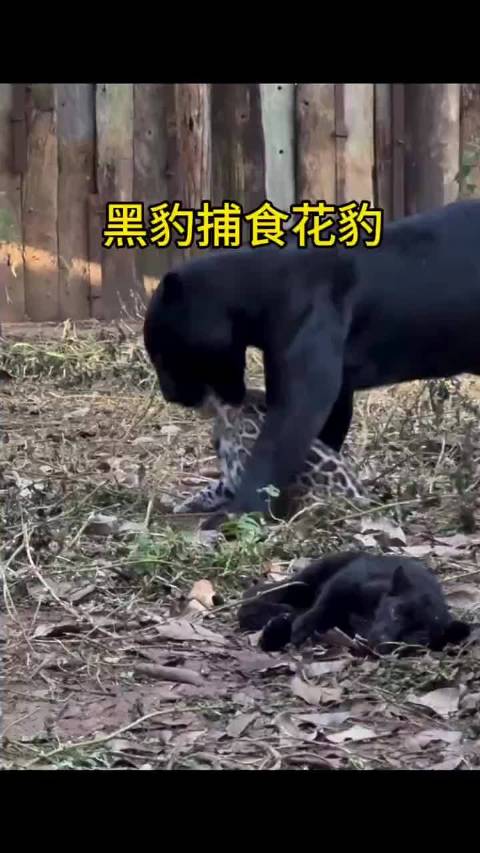 大自然的法则，黑豹捕食花豹！