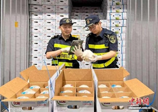 上海外高桥港区海关关员对一批进口自共建“一带一路”国家的椰子开展查验。 刘婷婷 摄