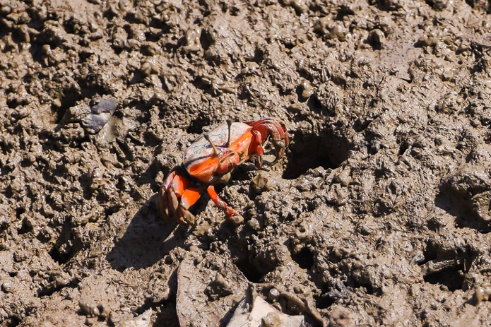 千亩红树林筑起生态屏障，广汽本田践行绿色守护