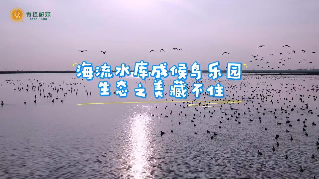 海流水库成候鸟乐园 生态之美藏不住(来源:土默特左旗融媒体中心)_新浪新闻