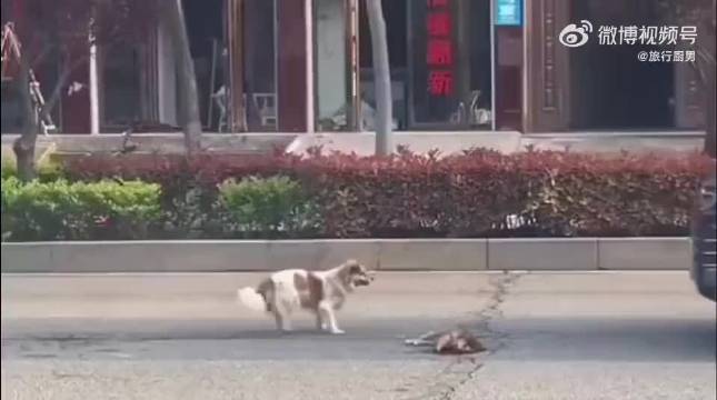 动物世界展现情感纽带