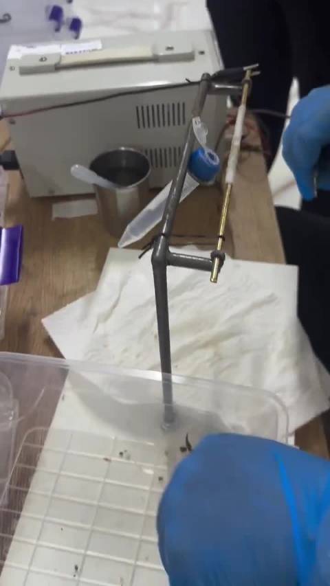 看看蝎子毒液是如何提取用于药用的，据称一升蝎子毒液价值高达1000万美元