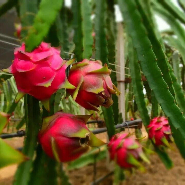 “南果北种”甜满园