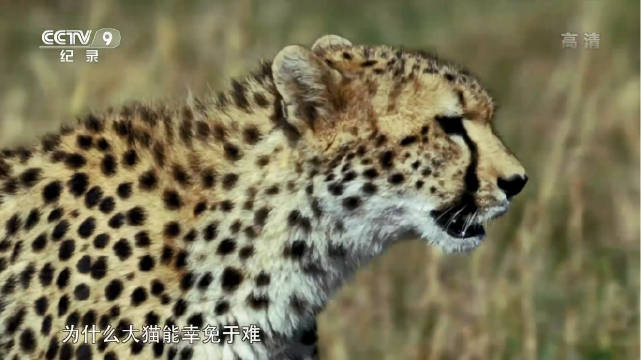 央视引进南非野生动物纪录片《大猫传奇》今晚播出