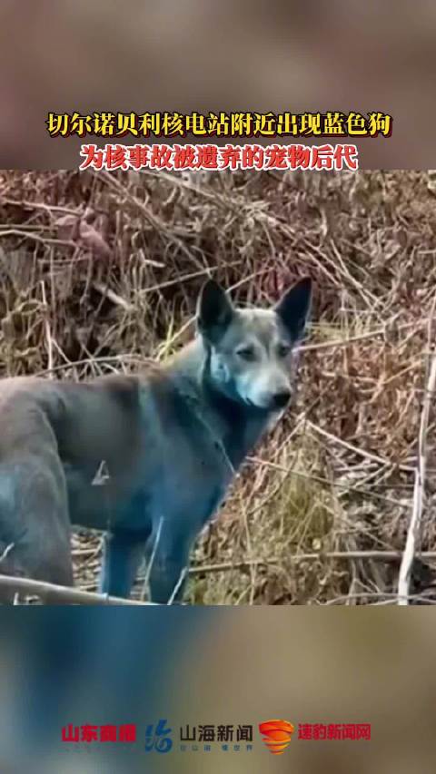 切尔诺贝利附近出现蓝色的狗
