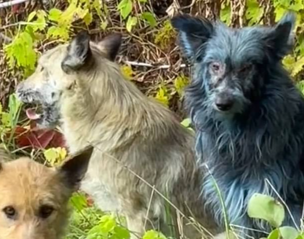 切尔诺贝利核灾难遗址处，狗狗看护者首次发现，部分安家犬只的毛发变成了蓝色