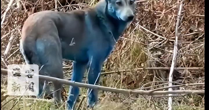 切尔诺贝利核电站附近出现多只蓝色狗，为核事故后被遗弃宠物的后代