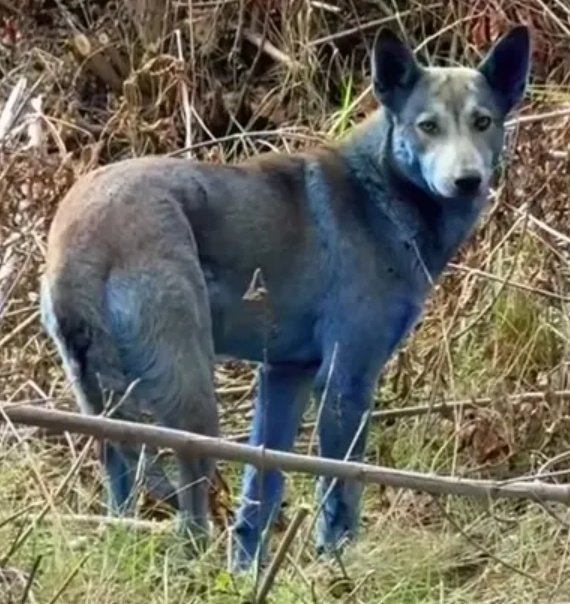 切尔诺贝利被弃狗竟变蓝色，看护人直呼：太困惑