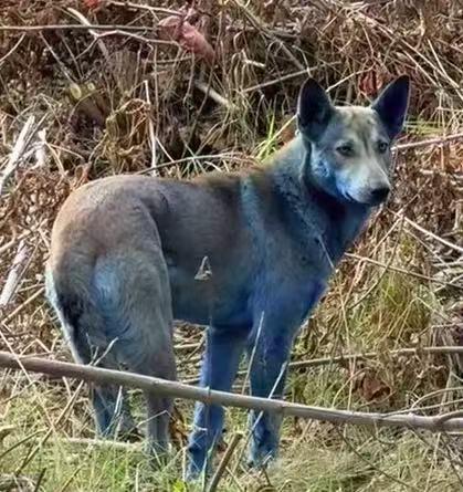 切尔诺贝利核电站附近发现蓝色狗，当地人称一周前还正常 科学家：进化可能加速