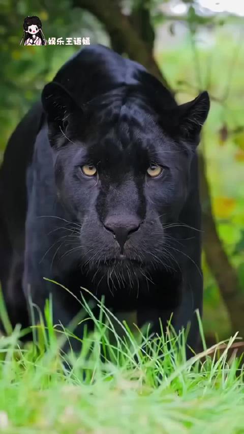 豹豹我呀，也是过上顿顿饱的日子了