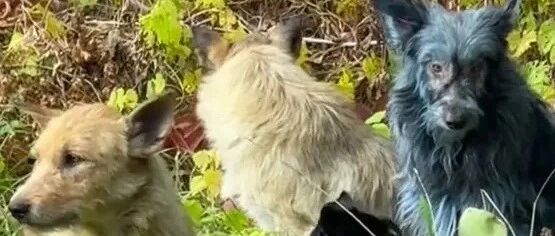 切尔诺贝利禁区发现蓝色狗！40年演变狗群基因已变异，是再次进化了？