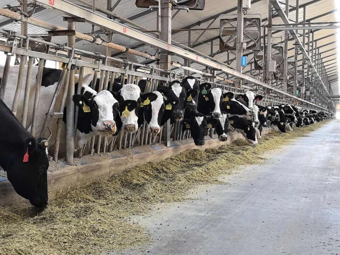 ▲敕勒川生态智慧牧场里奶牛们正享受优质口粮。