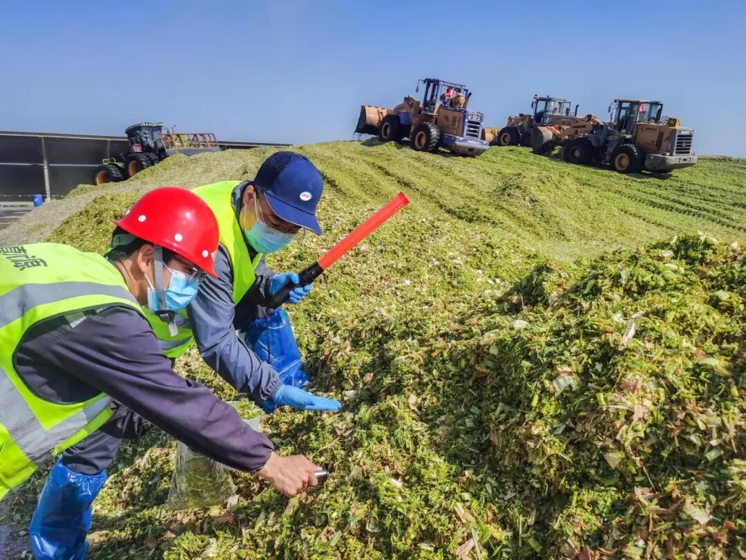 ▲在伊利阿鲁科沁旗苜蓿草种植基地,收割机正在井然有序的对高品质的优质苜蓿草进行收割。
