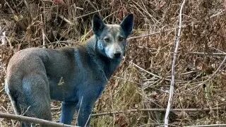 辐射变异？切尔诺贝利禁区惊现蓝色狗